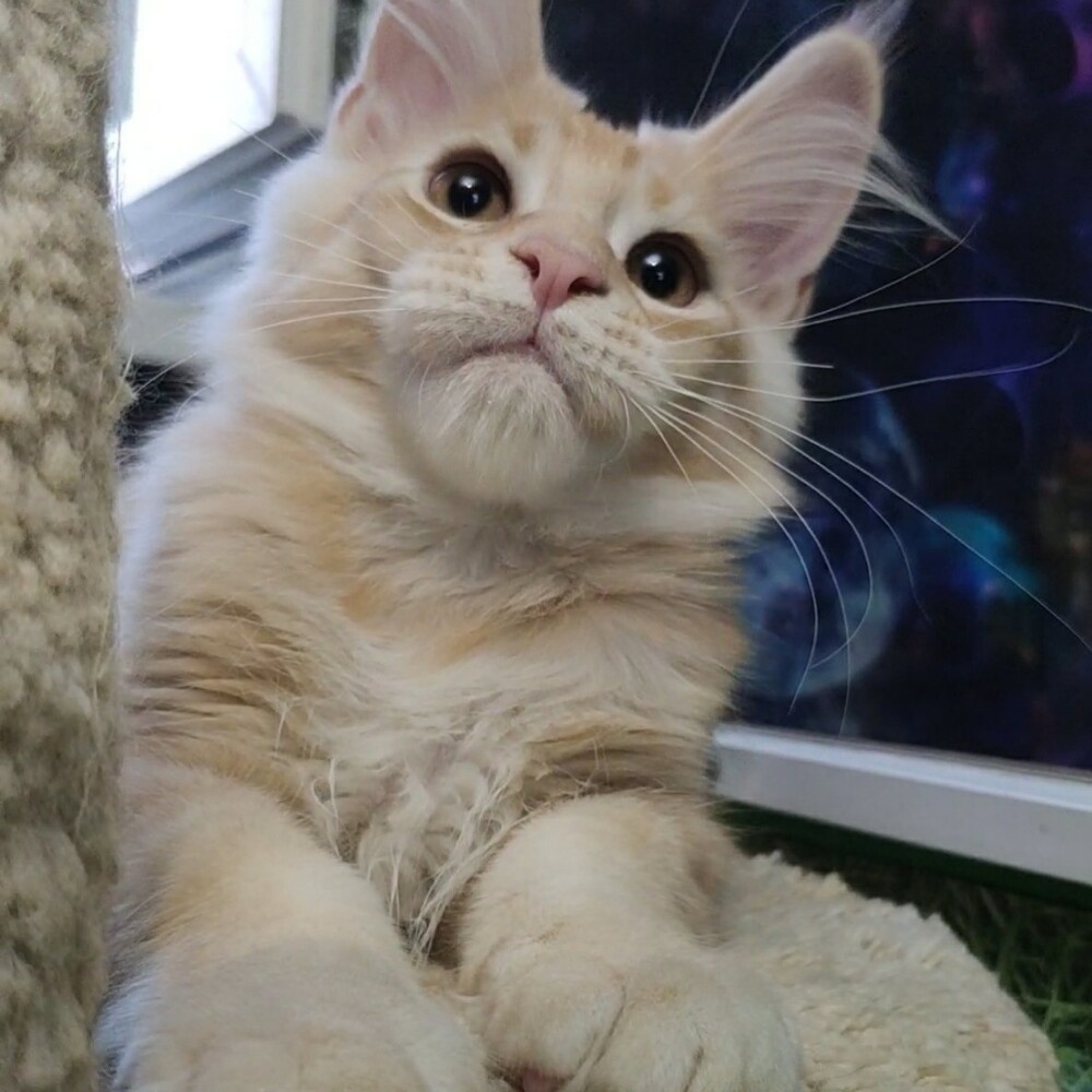 Maine Coon kitten Paganini StarPaws, color ds 25, litter P, 22.04.2021