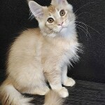 Maine Coon kitten Paganini StarPaws, color ds 25, litter P, 22.04.2021
