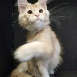 Maine Coon kitten Paganini StarPaws, color ds 25, litter P, 22.04.2021