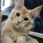 Maine Coon kitten Paganini StarPaws, color ds 25, litter P, 22.04.2021
