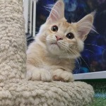 Maine Coon kitten Paganini StarPaws, color ds 25, litter P, 22.04.2021