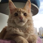 Maine Coon kitten Paganini StarPaws, color ds 25, litter P, 22.04.2021