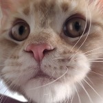 Maine Coon kitten Paganini StarPaws, color ds 25, litter P, 22.04.2021