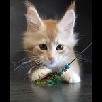 Maine coon kitten Paganini video 1