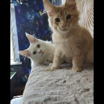 Maine coon kitten Paganini video 2