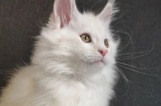 Maine Coon kitten Paradox StarPaws, color es 25, litter P, 22.04.2021