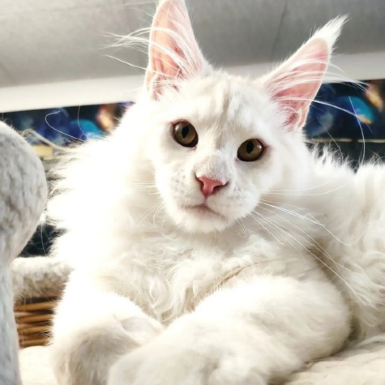 Maine Coon kitten Paradox StarPaws, color es 25, litter P, 22.04.2021