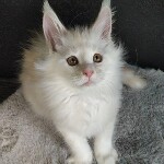 Maine Coon kitten Paradox StarPaws, color es 25, litter P, 22.04.2021