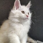 Maine Coon kitten Paradox StarPaws, color es 25, litter P, 22.04.2021