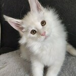Maine Coon kitten Paradox StarPaws, color es 25, litter P, 22.04.2021