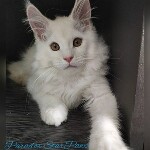 Maine Coon kitten Paradox StarPaws, color es 25, litter P, 22.04.2021