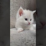 Maine coon kitten Paradox video 1