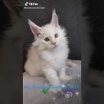 Maine coon kitten Paradox video 2
