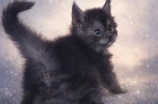 Maine Coon kitten Rapid StarPaws, color ns, litter R, 09.10.2021