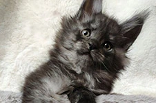 Maine Coon kitten Rapid StarPaws, color ns, litter R, 09.10.2021