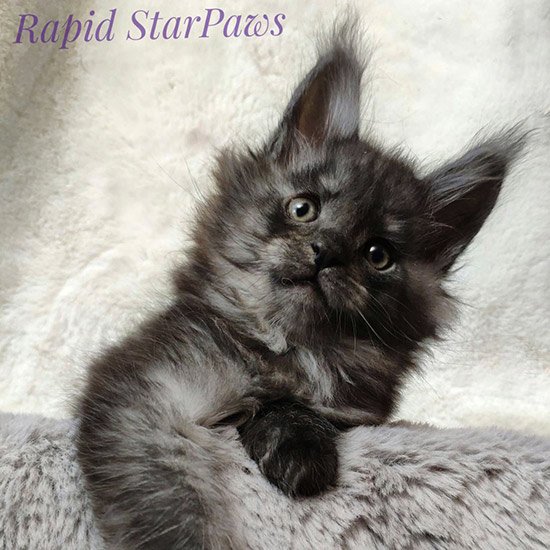 Maine Coon kitten Rapid StarPaws, color ns, litter R, 09.10.2021