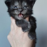 Maine Coon kitten Rapid StarPaws, color ns, litter R, 09.10.2021