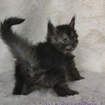 Maine Coon kitten Rapid StarPaws, color ns, litter R, 09.10.2021