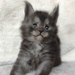 Maine Coon kitten Rapid StarPaws, color ns, litter R, 09.10.2021