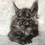 Maine Coon kitten Rapid StarPaws, color ns, litter R, 09.10.2021