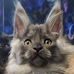 Maine Coon kitten Rapid StarPaws, color ns, litter R, 09.10.2021