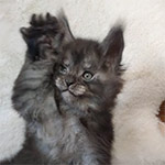 Maine coon kitten Rapid video 1