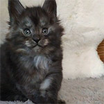 Maine coon kitten Rapid video 2