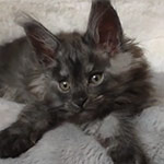 Maine coon kitten Rapid video 3