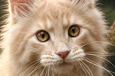 Maine Coon kitten Rapunzel StarPaws, color es 25, litter R, 09.10.2021