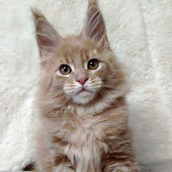 Maine Coon kitten Rapunzel StarPaws, color es 25, litter R, 09.10.2021