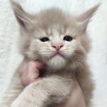 Maine Coon kitten Rapunzel StarPaws, color es 25, litter R, 09.10.2021
