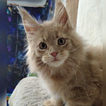 Maine Coon kitten Rapunzel StarPaws, color es 25, litter R, 09.10.2021