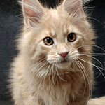 Maine Coon kitten Rapunzel StarPaws, color es 25, litter R, 09.10.2021