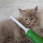 Maine coon kitten Rapunzel video 1