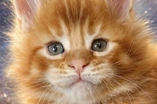 Maine Coon kitten Roy StarPaws, color ds 25, litter R, 09.10.2021