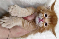 Maine Coon kitten Roy StarPaws, color ds 25, litter R, 09.10.2021
