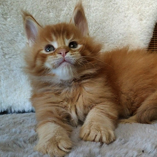 Maine Coon kitten Roy StarPaws, color ds 25, litter R, 09.10.2021