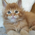 Maine Coon kitten Roy StarPaws, color ds 25, litter R, 09.10.2021