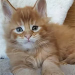 Maine coon kitten Roy video 1