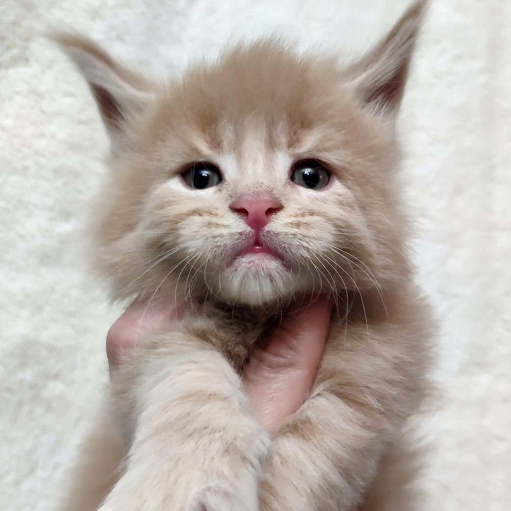 Maine Coon kitten Rumba StarPaws, color es 25, litter R, 09.10.2021