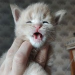 Maine Coon kitten Rumba StarPaws, color es 25, litter R, 09.10.2021