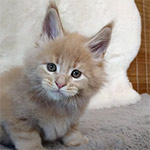 Maine coon kitten Rumba video 1