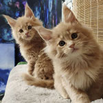 Maine Coon kittens StarPaws, litter R, 09.10.2021