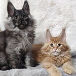 Maine Coon kittens StarPaws, litter R, 09.10.2021