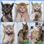 Maine Coon kittens StarPaws, litter R, 09.10.2021