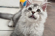 Maine Coon kitten Raides StarPaws, color ns 22, litter R1, 15.06.2025