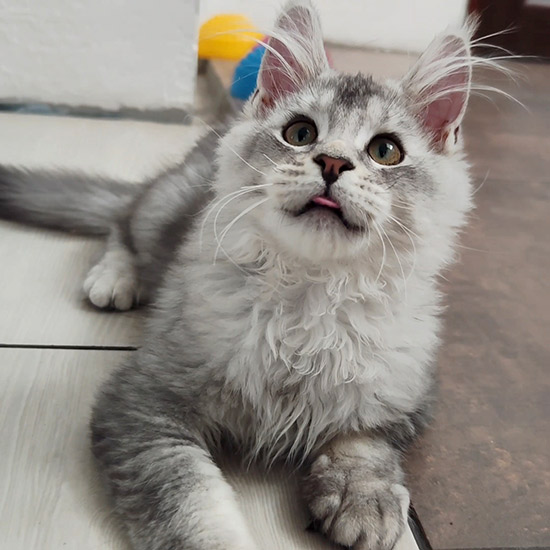 Maine Coon kitten Raides StarPaws, color ns 22, litter R1, 15.06.2025