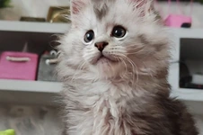 Maine Coon kitten Ramir StarPaws, color ns 25, litter R1, 15.06.2025