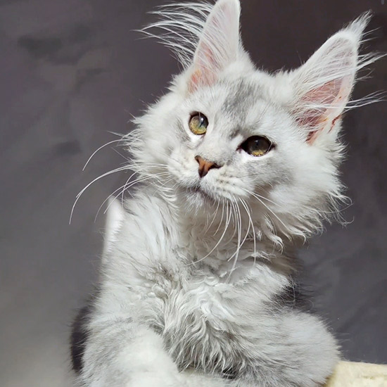 Maine Coon kitten Ramir StarPaws, color ns 25, litter R1, 15.06.2025