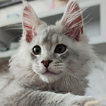 Maine Coon kitten Ramir StarPaws, color ns 25, litter R1, 15.06.2025